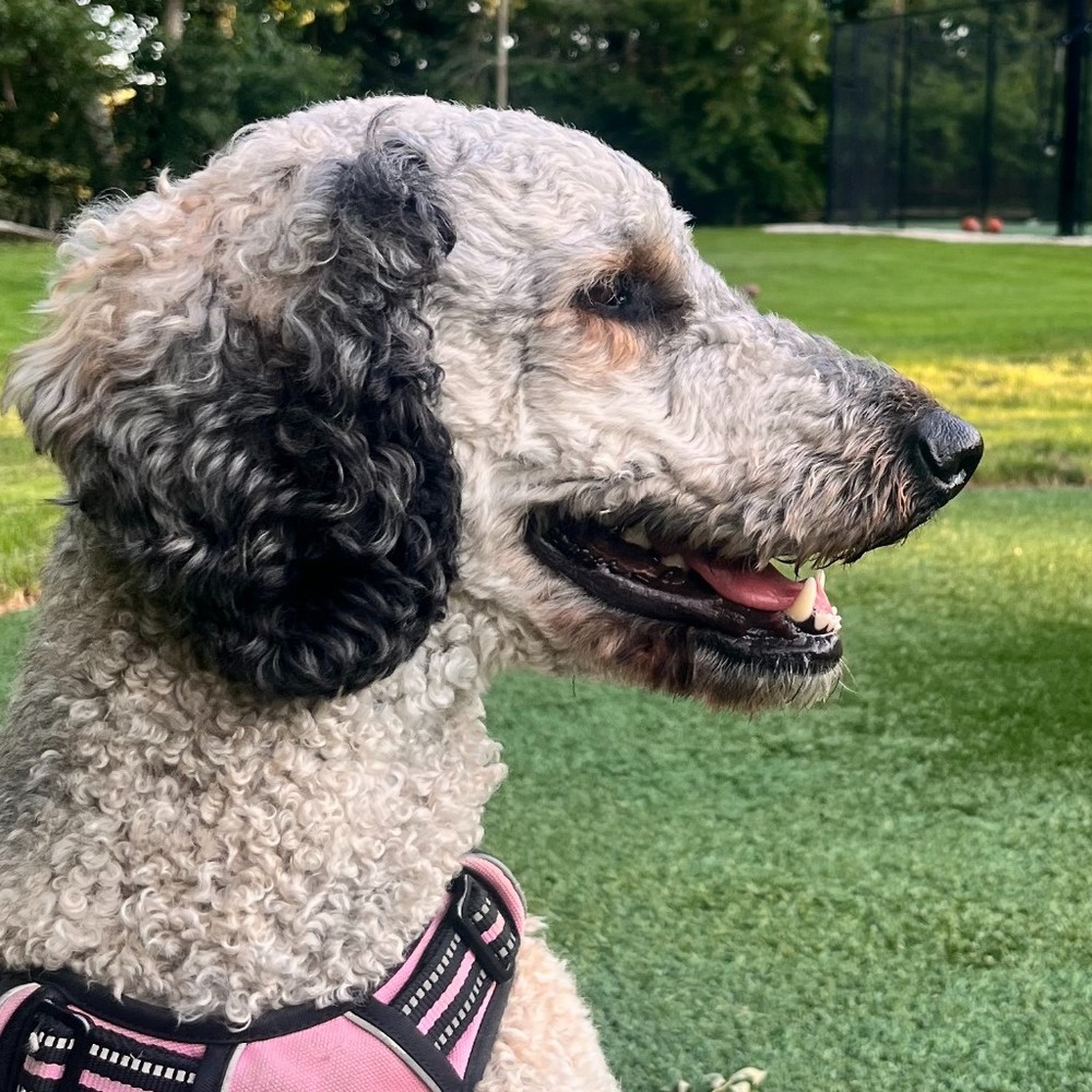 Meet your Posher, Coco
